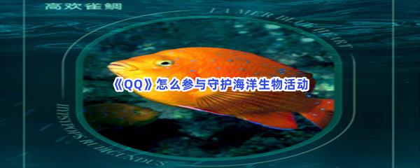 QQ怎么参与守护海洋生物活动-QQ参与守护海洋生物活动的方法是什么